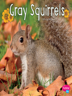 cover image of Gray Squirrels
